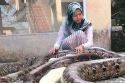Indonesia: Cô gái nuôi trăn khổng lồ làm 'thú cưng'