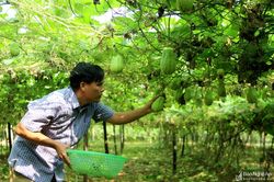 Quỹ Hỗ trợ phát triển hợp tác xã Nghệ An triển khai kế hoạch năm 2020