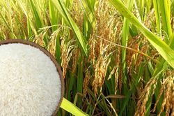 Giá lúa gạo ngày 29/07: Giá gạo xuất khẩu tăng vượt Thái Lan