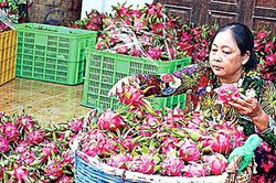 Sẵn sàng thực thi EVFTA