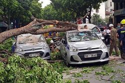 Hà Nội: Cây cổ thụ bất ngờ gãy đổ đè bẹp 3 ô tô trên đường Trần Hưng Đạo