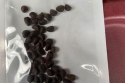 Vì sao hạt giống bí ẩn từ Trung Quốc gây ngờ vực ở Mỹ?
