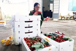 Nông sản Trung Quốc đội lốt đặc sản Đà Lạt: Gian thương tiếp tay