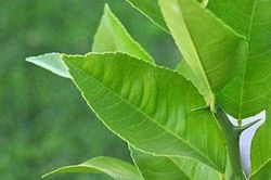 Đọc bài này, gia đình bạn dù chật hẹp cũng trồng ngay cây chanh