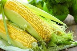 Mua ngô chỉ cần nhìn vào 1 chỗ này, biết ngay đâu là bắp ngon ngọt- dẻo bùi, không sợ sâu đục trong bắp
