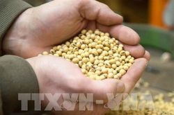 Trung Quốc chạy đua nhập khẩu nông sản Mỹ