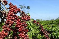 Trồng thêm cây khác để phát triển bền vững ngành cà phê Tây Nguyên