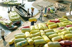 Giá lúa gạo ngày 30/07: Tiếp đà tăng giá