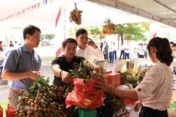 Hưng Yên: 50 gian hàng được trưng bày tại Lễ hội nhãn lồng năm 2020