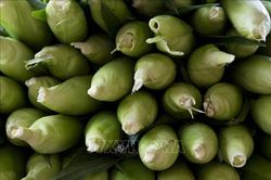 Mỹ xuất khẩu lượng ngô kỷ lục sang Trung Quốc, trị giá khoảng 325 triệu USD