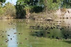 Hà Tĩnh: Trở thành tỷ phú từ trang trại nuôi vịt trời