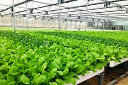 Kết nối sản xuất và tiêu thụ tạo sức bật mới cho kinh tế nông nghiệp