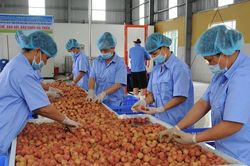 OCOP Bắc Giang: Từng bước chuẩn hóa sản phẩm địa phương