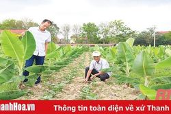 Những vấn đề cần quan tâm khi du nhập cây trồng mới vào sản xuất