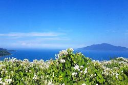 5 năm ở xứ người, tôi phát hiện 'nuôi con tu hú'