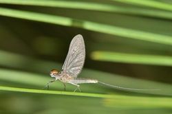 Động vật có tuổi thọ ngắn nhất thế giới, sống chưa đầy 1 ngày