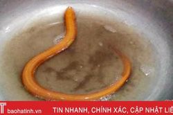 Phát hiện lươn vàng lúc đào đất làm công trình dọc sông Lam mạn Hà Tĩnh