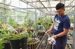 Vĩnh Phúc: Làm giàu từ cây lan rừng