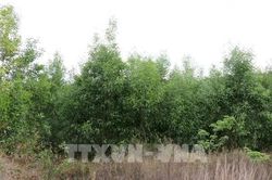 Rừng keo nguyên liệu trước nguy cơ bệnh hại