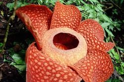 Top 10 loài hoa nặng mùi nhất thế giới