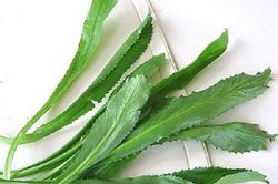 Chữa hôi miệng không cần dùng thuốc