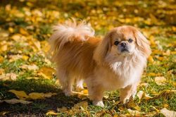 8 lưu ý quan trọng không thể bỏ qua khi chăm sóc những chú chó 'cưng'