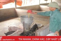 Hà Tĩnh hết dịch tả lợn châu Phi