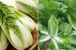 Cách trồng cải thảo trong thùng xốp đơn giản nhất