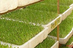 Cách trồng rau mầm trong thùng xốp đơn giản tại nhà