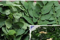 Đi chợ thấy rau ngót có dấu hiệu này chớ dại gì mà cố mua về, lỡ mua cũng bỏ ngay vì rất độc