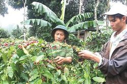 Hướng Hóa khai thác hiệu quả tiềm năng, lợi thế