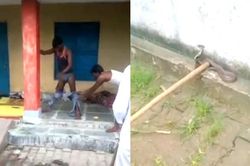 Clip rắn hổ mang chui vào quần khi ngủ, chàng trai đứng một chỗ 7 giờ chờ giải cứu