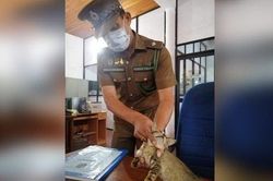 Mèo vượt ngục sau khi bị bắt vì 'tuồn' ma túy, thẻ SIM vào tù