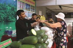 Thoát nghèo từ trồng bí xanh theo tiêu chuẩn VietGAP