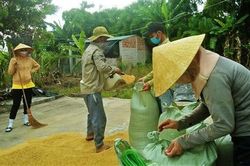 Đoàn viên thu gom lúa giúp gia đình có hai người đang được cách ly tập trung