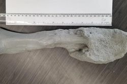 Khủng long cũng bị ung thư