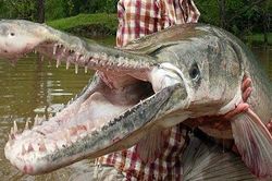 Cận cảnh thủy quái mõm dài trên sông Bắc Mỹ