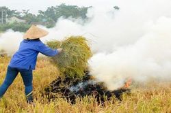 Vì sao nông dân vẫn đốt rơm rạ?
