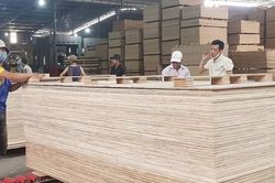 Ngăn chặn hành vi đưa gỗ Trung Quốc sang Việt Nam 'rửa' xuất xứ, bán sang Mỹ