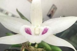 Chẳng tội gì người phải đẹp như hoa