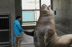 Ngỡ ngàng trước kích thước khổng lồ của các loài động vật