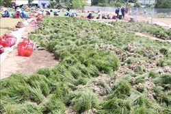 Trồng kiệu giống cho lợi nhuận hơn 200 triệu đồng/ha