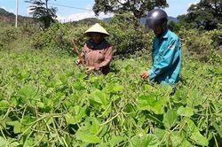 Xây dựng 112 mô hình sản xuất lương thực, thực phẩm an toàn