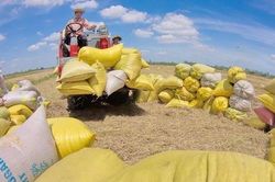 Doanh nghiệp Costa Rica muốn mua gạo Việt Nam