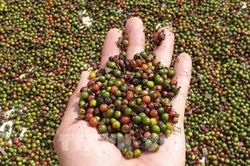 Giá trị xuất khẩu nhiều sản phẩm cây công nghiệp giảm mạnh