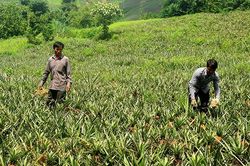Đảng bộ Mường Chà lãnh đạo phát triển kinh tế - xã hội