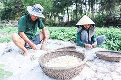 Trồng ném lấy củ trên đất cát cho thu nhập cao