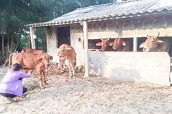 Phát triển chăn nuôi bò ở vùng biển