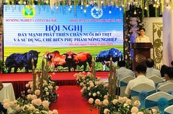 Hà Nội có 92 trang trại chăn nuôi bò thịt quy mô lớn