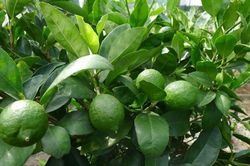 Cây chanh sát khuẩn, tiêu viêm